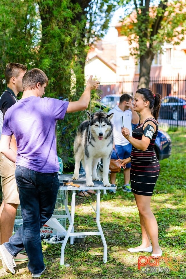 Expoziţie de frumuesţe canină, Oradea