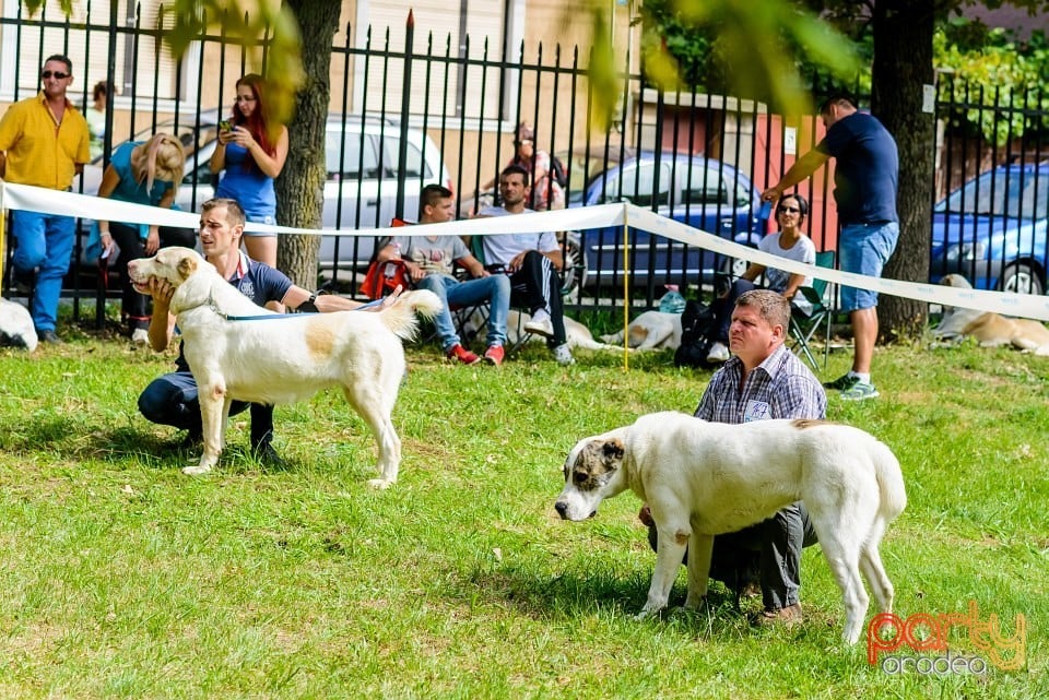 Expoziţie de frumuesţe canină, Oradea