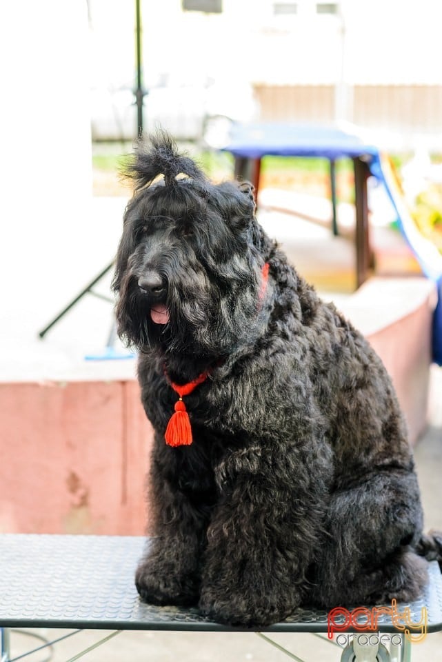 Expoziţie de frumuesţe canină, Oradea