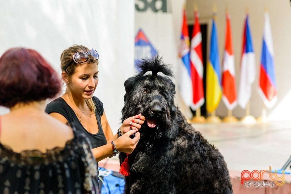 Expoziţie de frumuesţe canină, Oradea