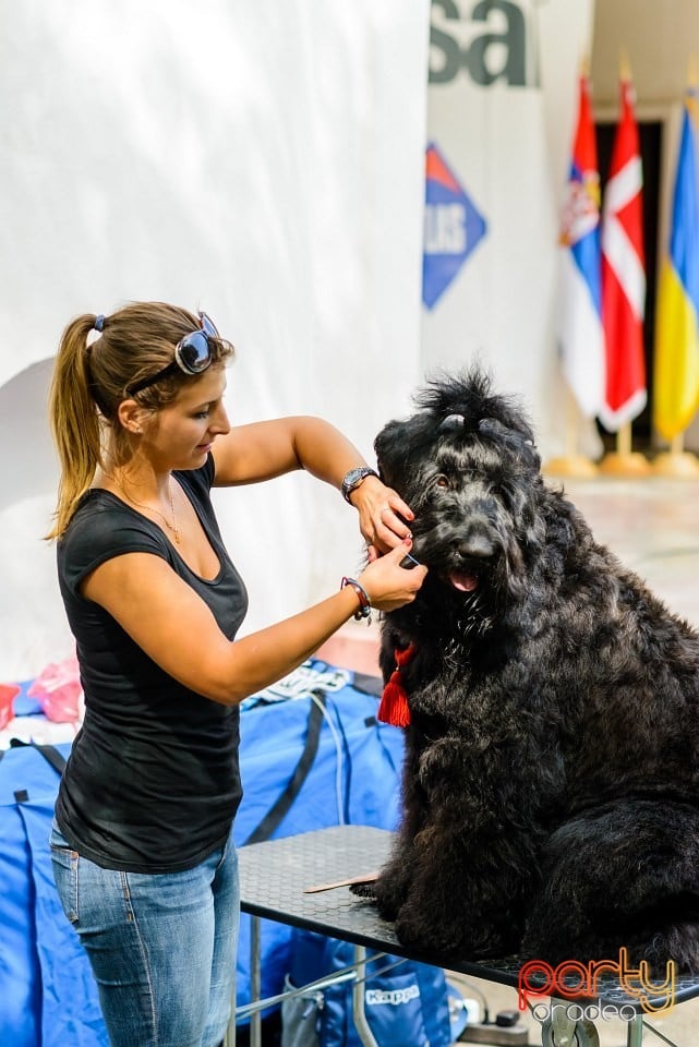 Expoziţie de frumuesţe canină, Oradea