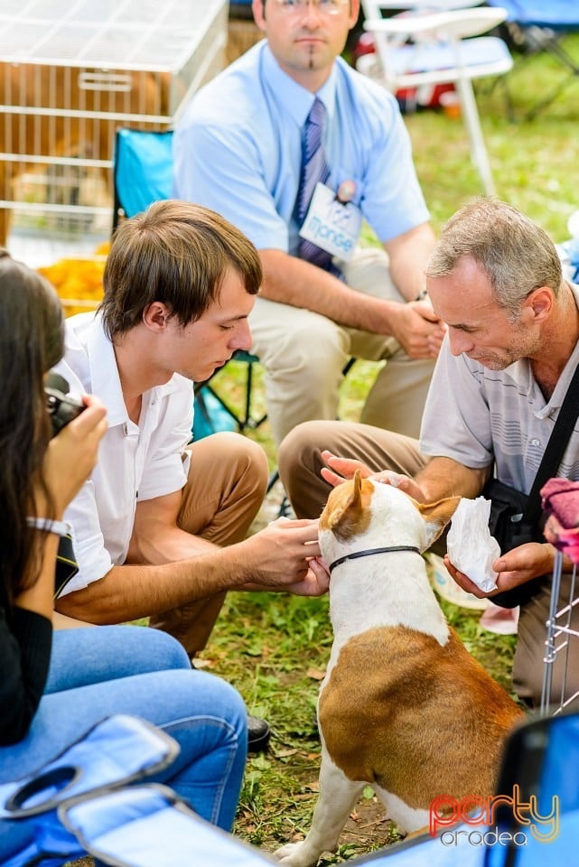 Expoziţie de frumuesţe canină, Oradea