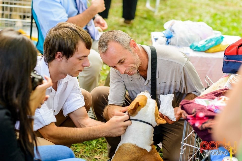 Expoziţie de frumuesţe canină, Oradea