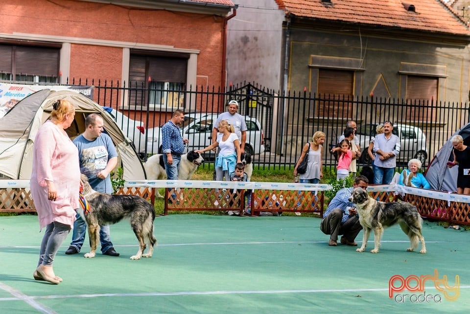 Expoziţie de frumuesţe canină, Oradea