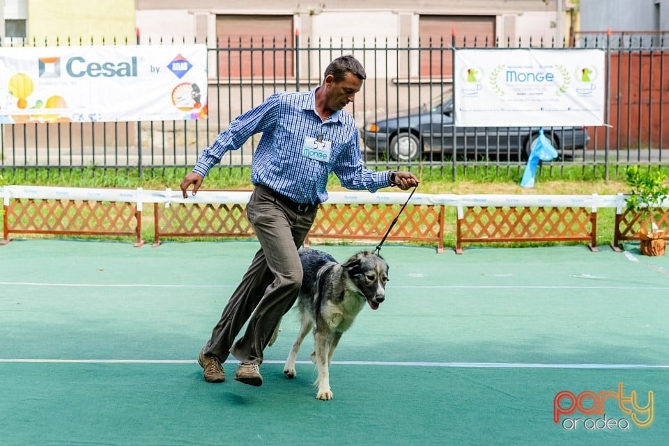 Expoziţie de frumuesţe canină, Oradea