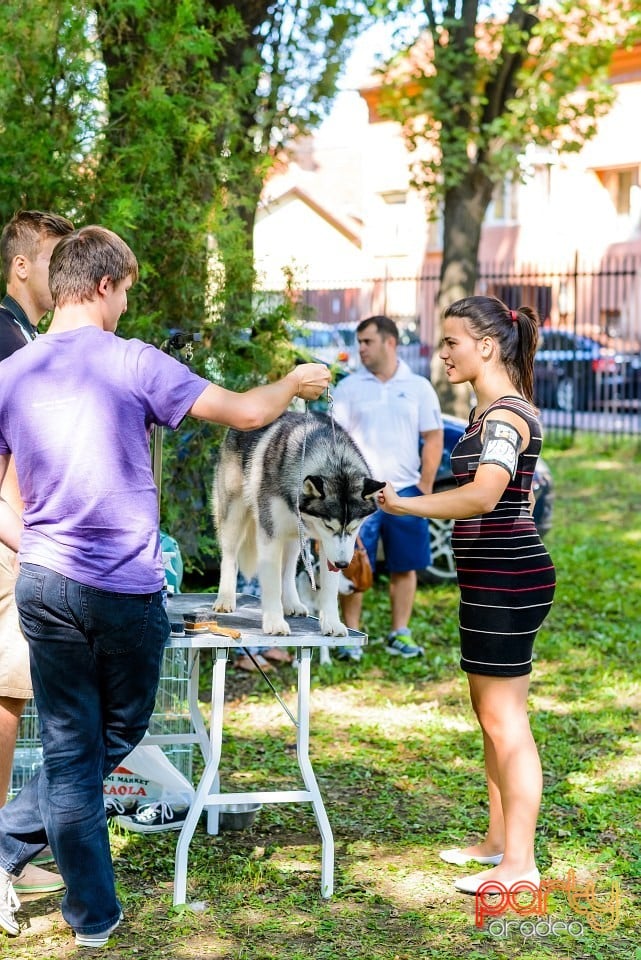 Expoziţie de frumuesţe canină, Oradea