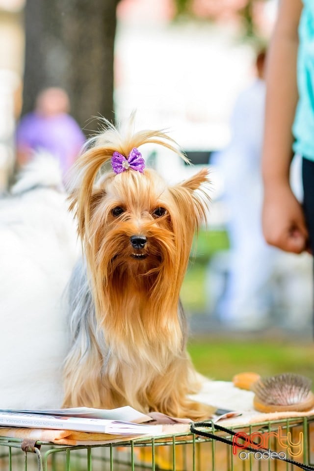 Expoziţie de frumuesţe canină, Oradea