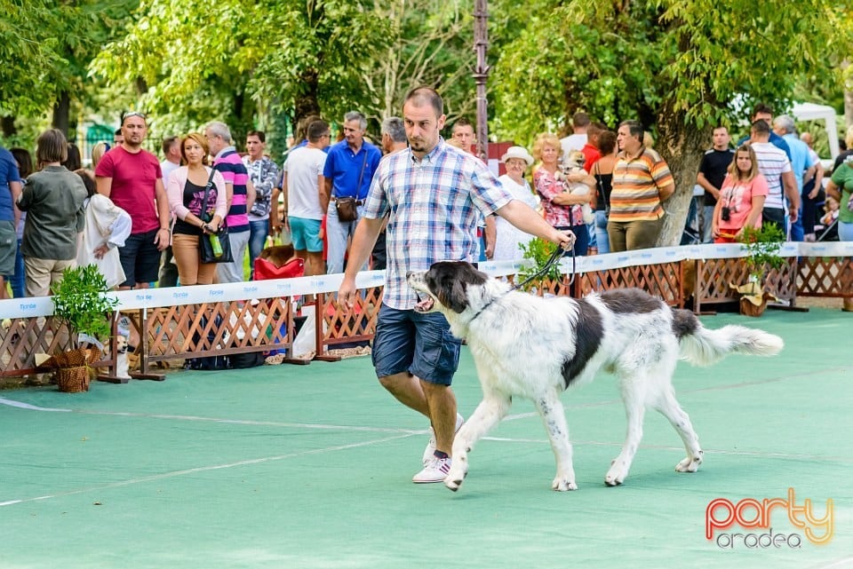 Expoziţie de frumuesţe canină, Oradea