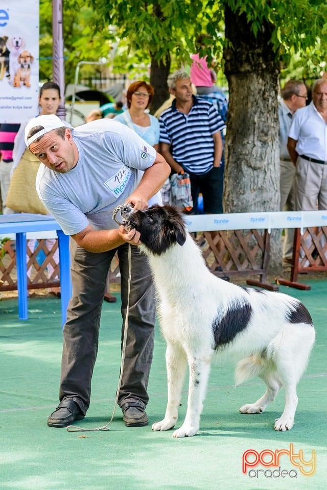 Expoziţie de frumuesţe canină, Oradea