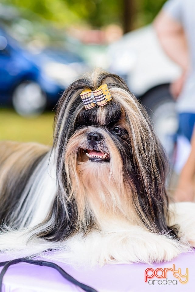 Expoziţie de frumuesţe canină, Oradea