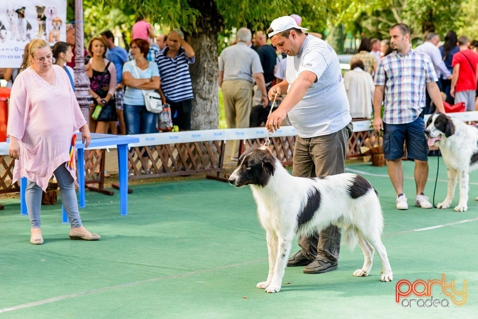 Expoziţie de frumuesţe canină, Oradea