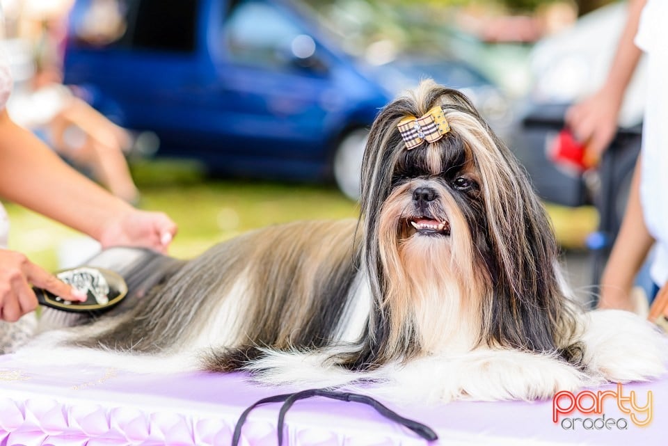 Expoziţie de frumuesţe canină, Oradea