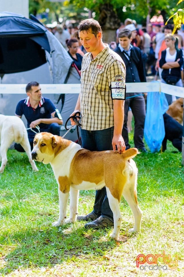 Expoziţie de frumuesţe canină, Oradea