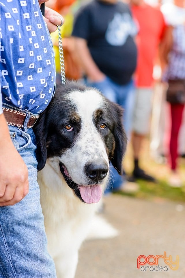 Expoziţie de frumuesţe canină, Oradea