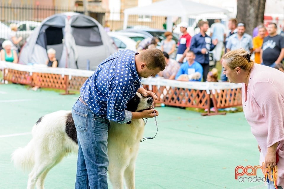 Expoziţie de frumuesţe canină, Oradea