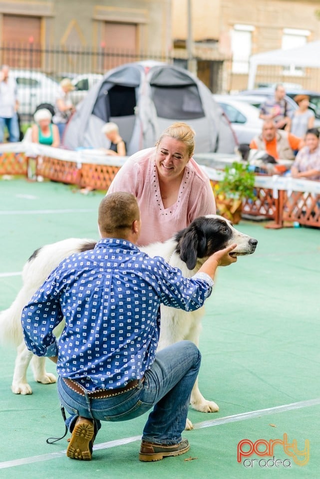 Expoziţie de frumuesţe canină, Oradea