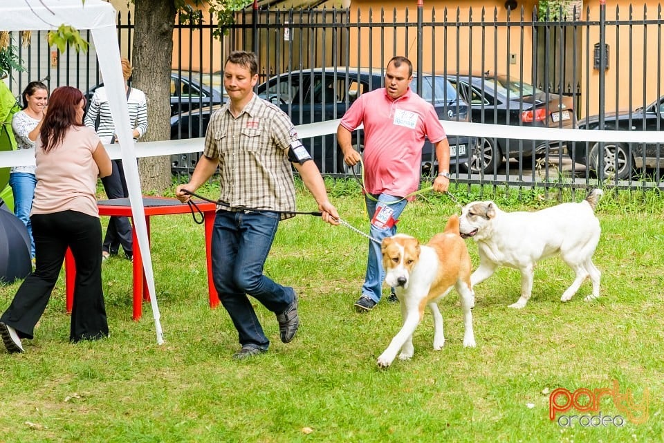 Expoziţie de frumuesţe canină, Oradea