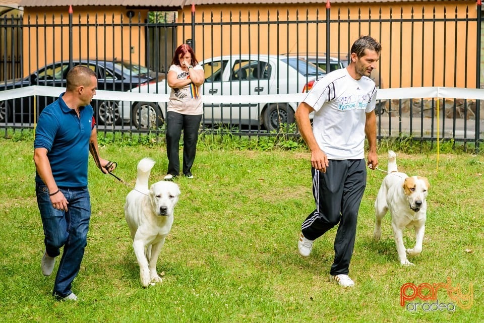 Expoziţie de frumuesţe canină, Oradea