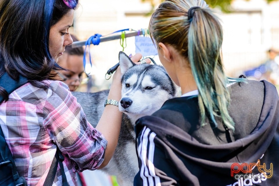 Expoziţie de frumuesţe canină, Oradea