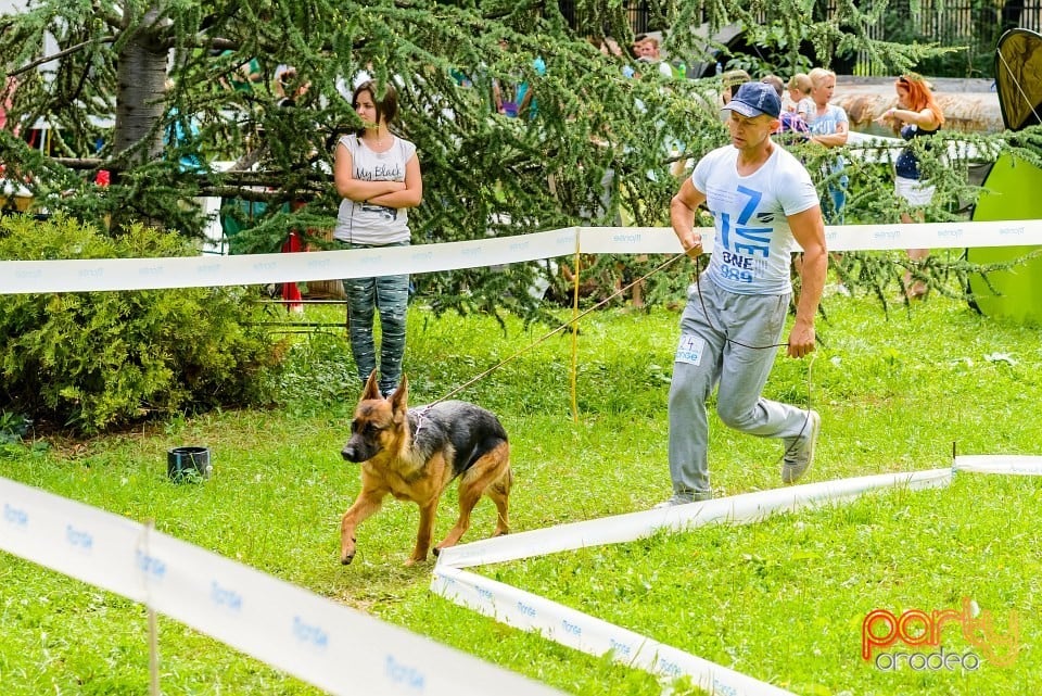 Expoziţie de frumuesţe canină, Oradea