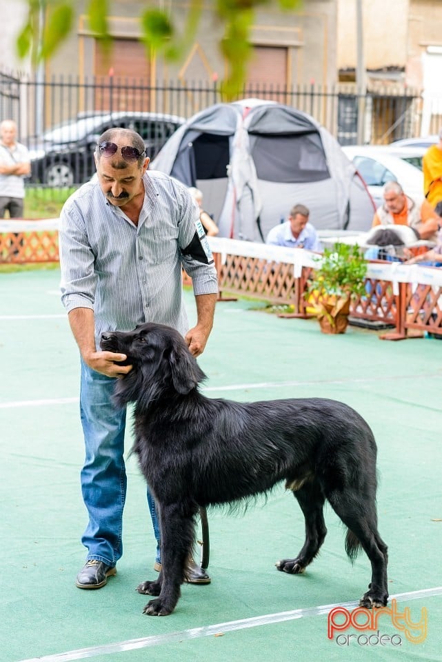 Expoziţie de frumuesţe canină, Oradea