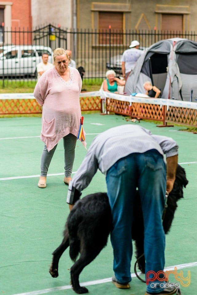 Expoziţie de frumuesţe canină, Oradea