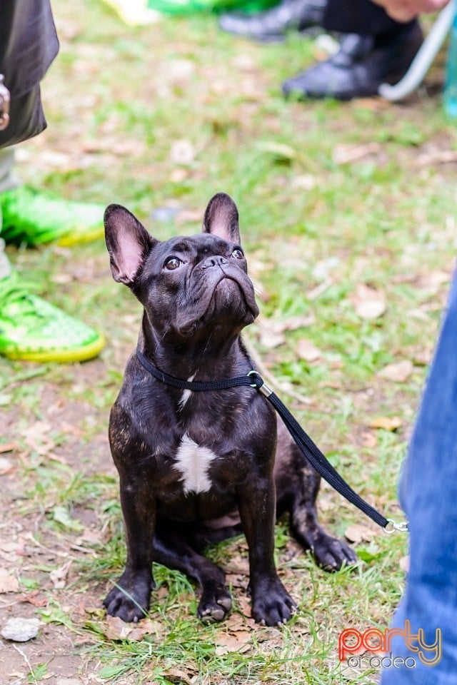 Expoziţie de frumuesţe canină, Oradea