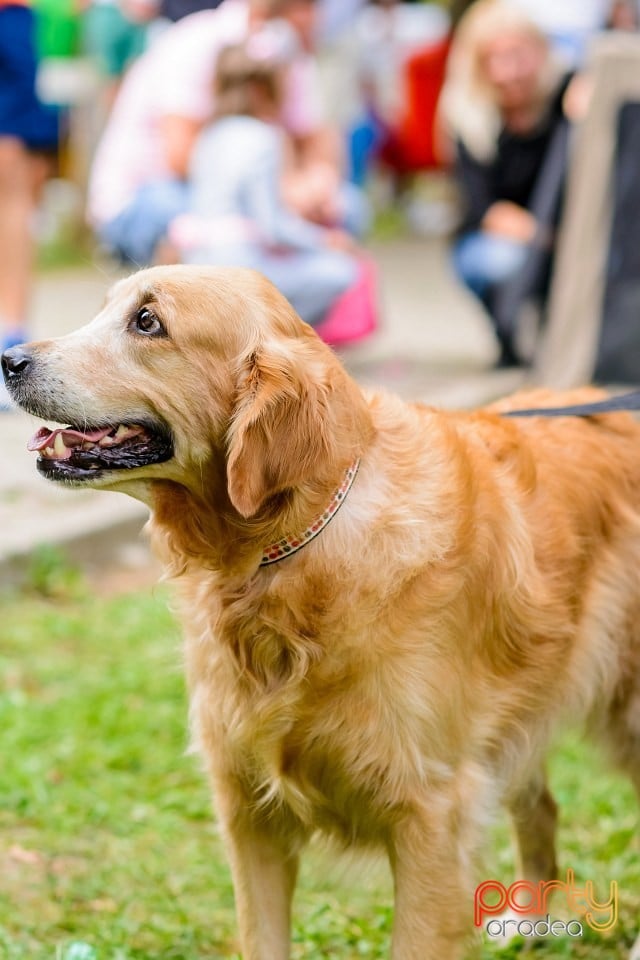 Expoziţie de frumuesţe canină, Oradea