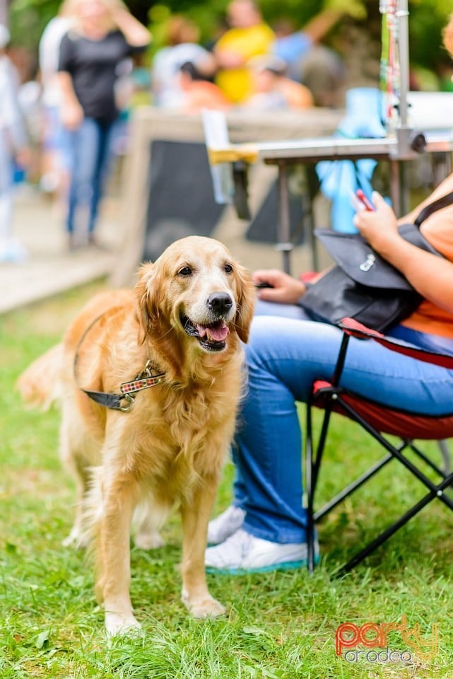 Expoziţie de frumuesţe canină, Oradea