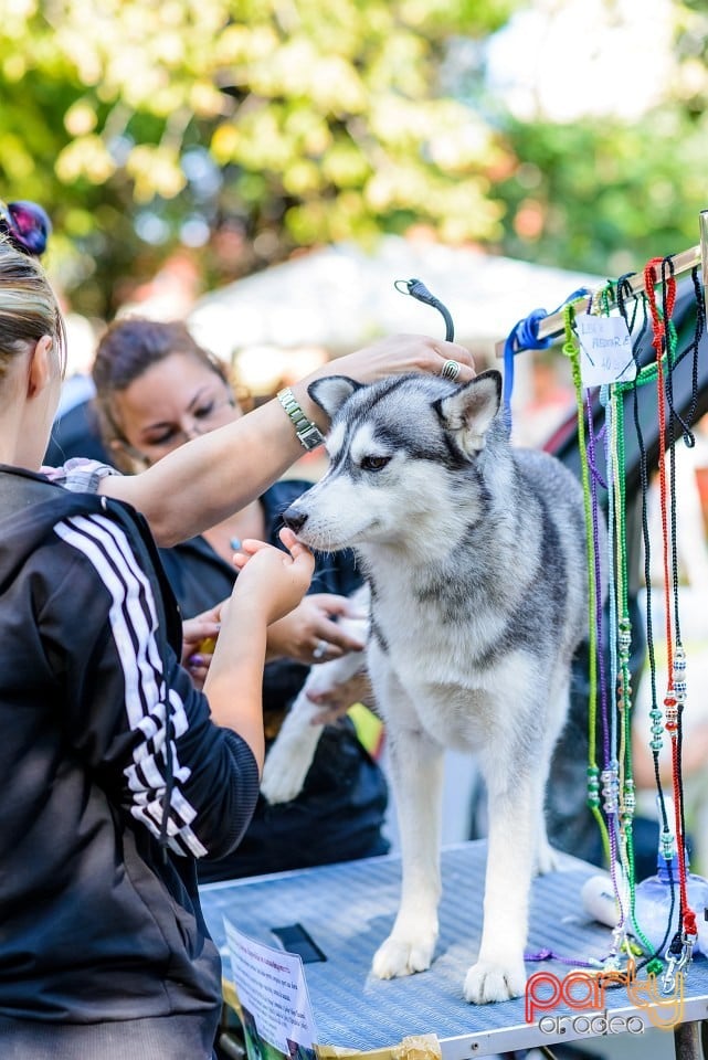 Expoziţie de frumuesţe canină, Oradea