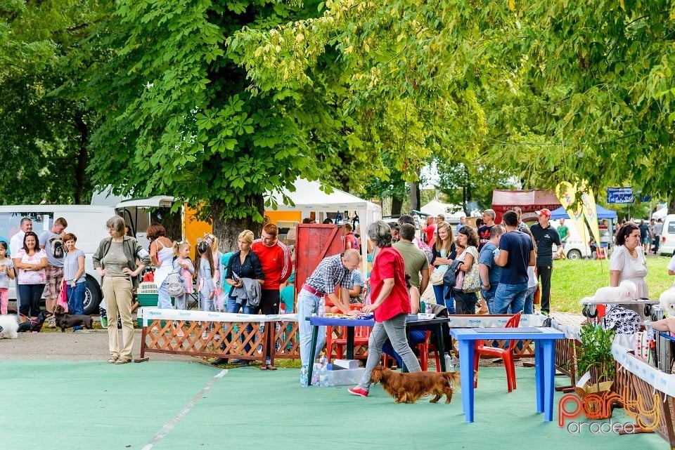 Expoziţie de frumuesţe canină, Oradea