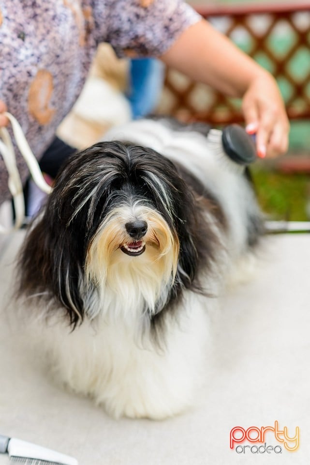 Expoziţie de frumuesţe canină, Oradea