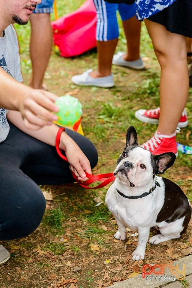 Expoziţie de frumuesţe canină, Oradea