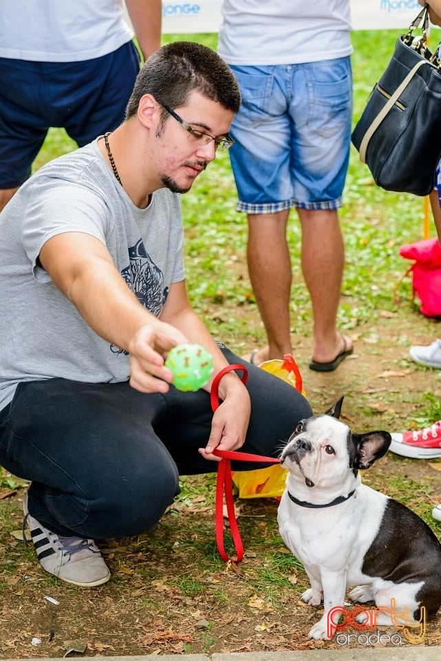 Expoziţie de frumuesţe canină, Oradea