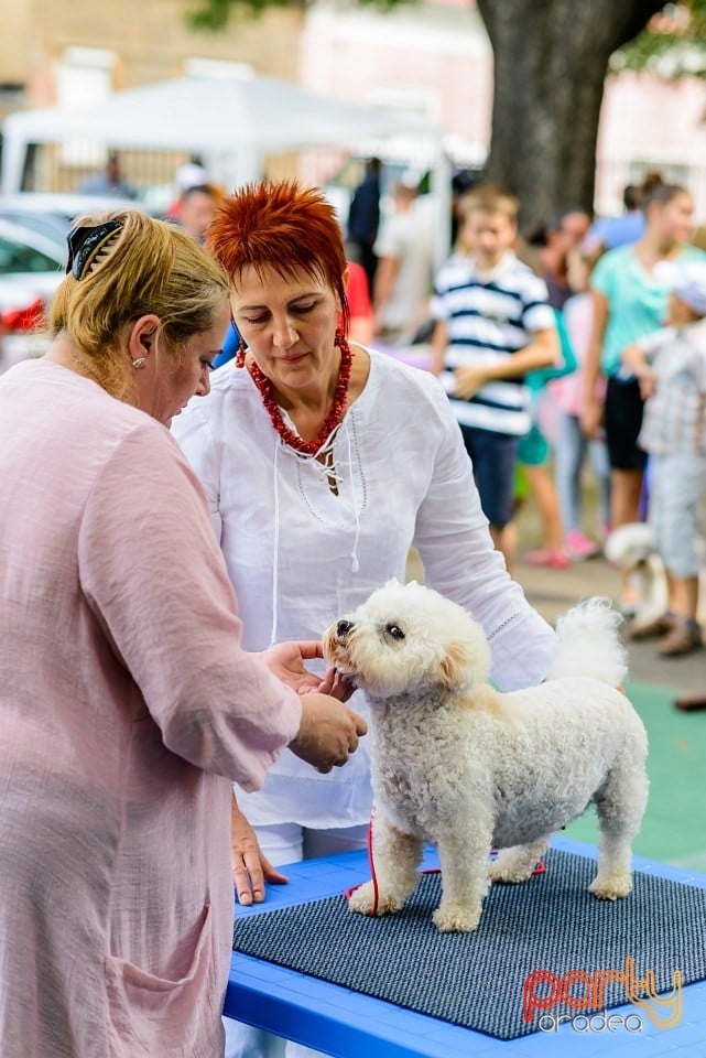 Expoziţie de frumuesţe canină, Oradea