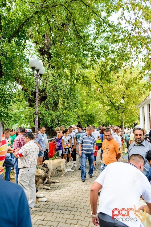 Expoziţie de frumuesţe canină, Oradea