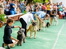 Expoziţie de frumuesţe canină