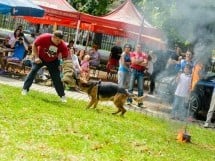 Expoziţie de frumuesţe canină