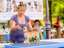 Expoziţie de frumuesţe canină