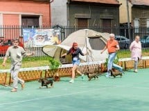 Expoziţie de frumuesţe canină