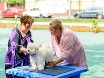 Expoziţie de frumuesţe canină