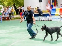 Expoziţie de frumuesţe canină