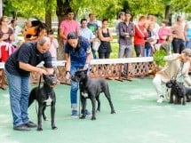 Expoziţie de frumuesţe canină