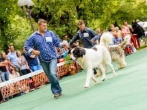 Expoziţie de frumuesţe canină