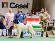 Expoziţie de frumuesţe canină