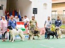 Expoziţie de frumuesţe canină