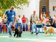 Expoziţie de frumuesţe canină