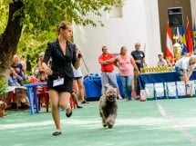 Expoziţie de frumuesţe canină