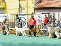 Expoziţie de frumuesţe canină