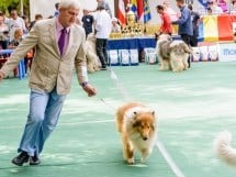 Expoziţie de frumuesţe canină